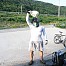 2009-06-27] 서울->속초 당일 / 샌들+짐받이+트렁크백+타이어 2.1 달고 개고생 라이딩