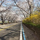 [77번째 여행 4편][섬진강 벚꽃터널][2일차] 벚꽃터널에 취하다...