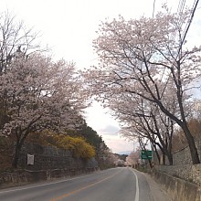 여주~양평 벚꽃길 대순환 코스