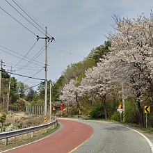 여주~양평 벚꽃길 대순환 코스